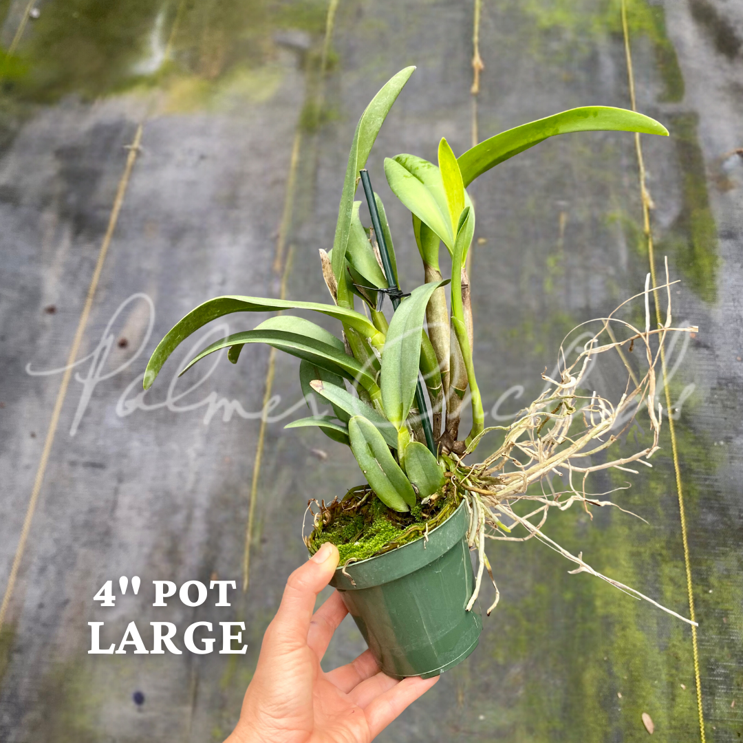 Rth. Hawaii Island Treat — Palmer Orchids
